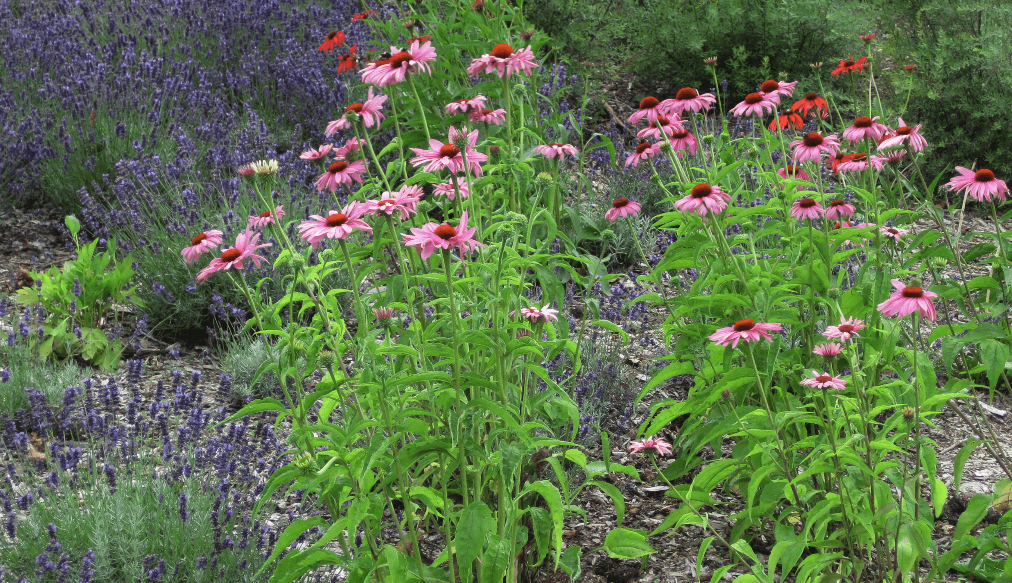 How to Design a Perennial Herb Garden with Jeff Mason of Mason House ...