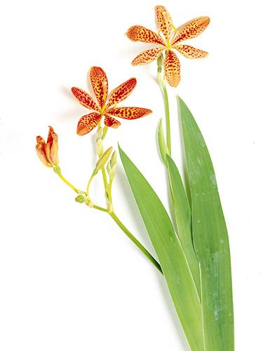 その他 lily 1_c3641733-54cd-4dd8-b92e-