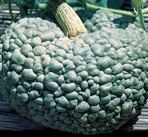 Sarkma kokrakli onalar pornosi