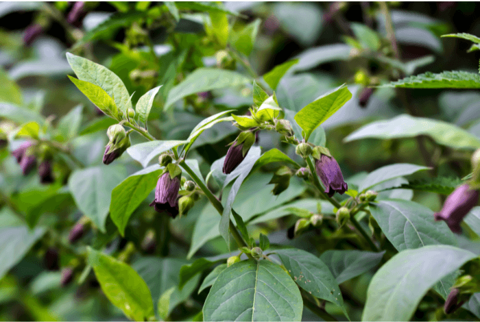 Directions for Germinating Belladonna Seeds