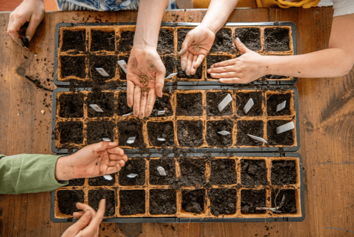 Growing Herbs from Seed | Easy Guide for Starting Your Herb Garden