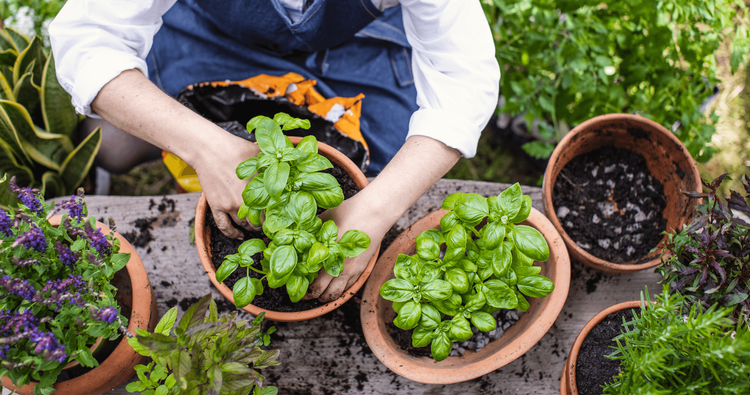 Richters Herbs | Medicinal, Culinary, Aromatic | Live Plants & Seeds
