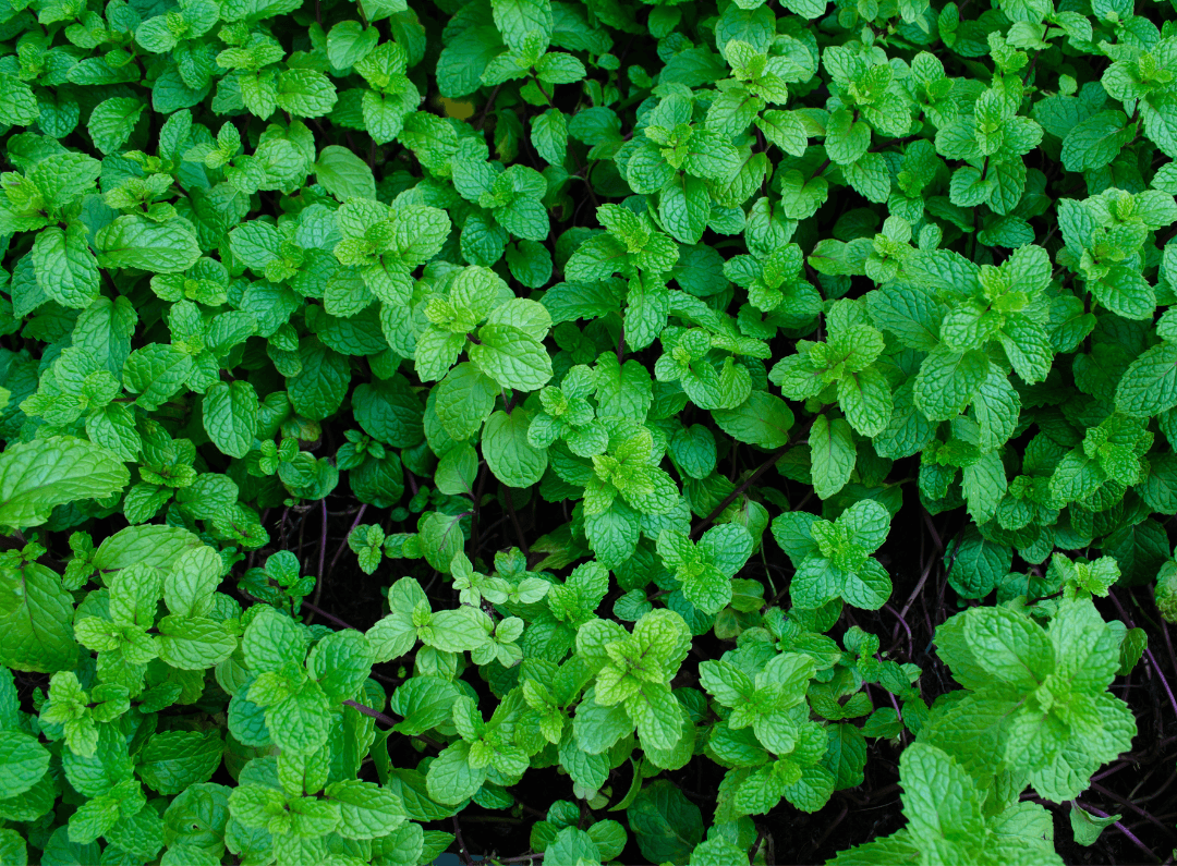 Managed Mints Success with Mints | A Guide to Growing, Propagation & Pest-Management
