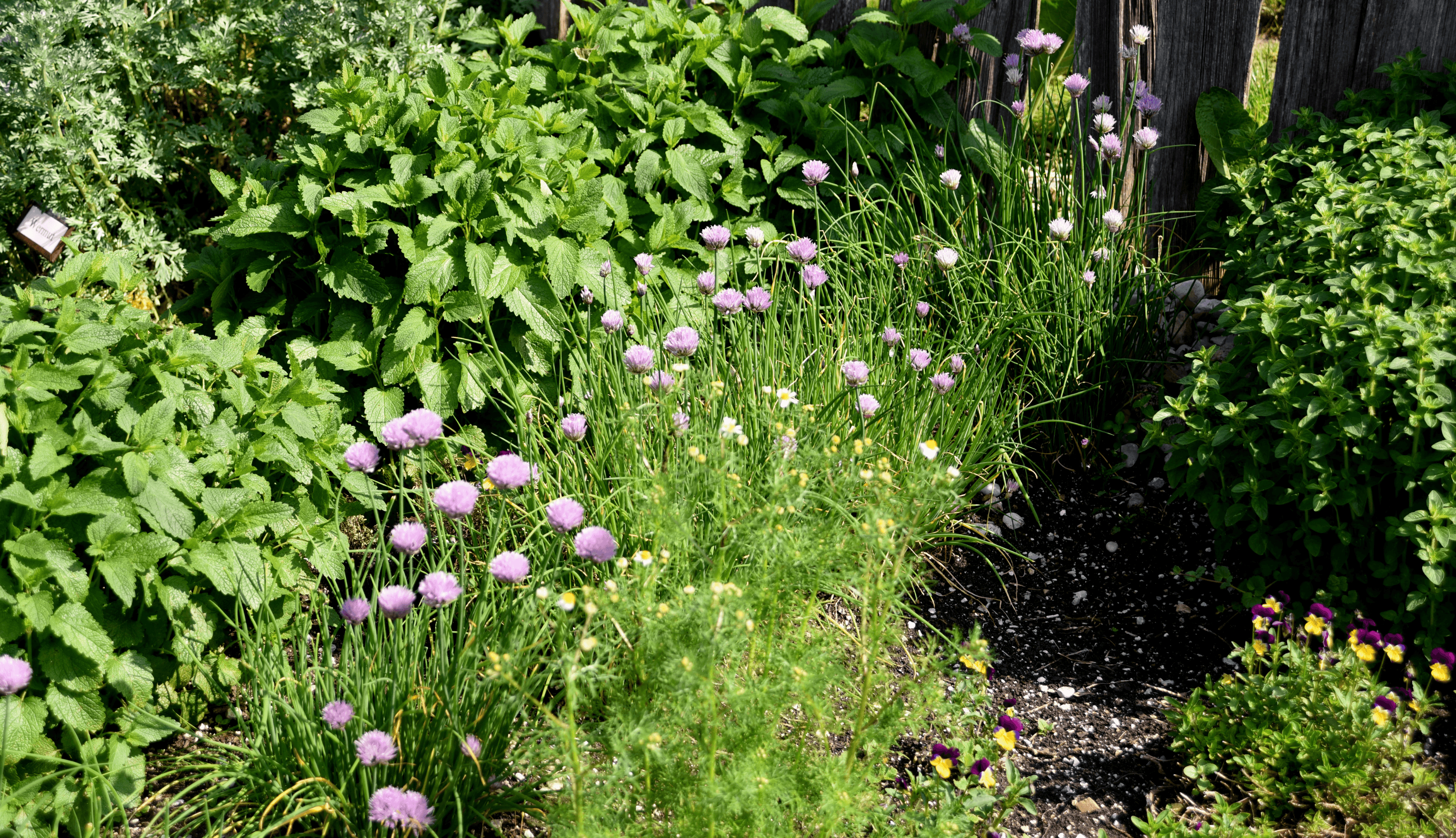 Spring Gardening Success: Why Live Plants Give You the Edge | Richters ...